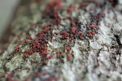 Nectriaceae