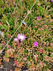 Disphyma crassifolium