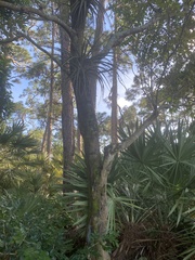 Tillandsia utriculata