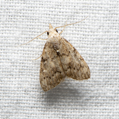 Nola desmotes