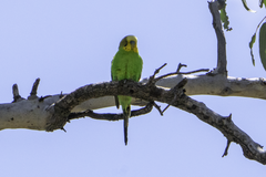 Melopsittacus undulatus