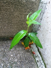 Magnoliopsida