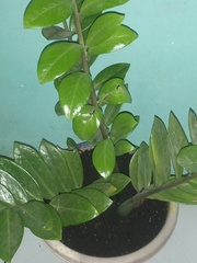 Zamioculcas zamiifolia