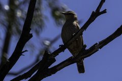 Climacteris picumnus