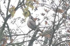 Streptopelia orientalis