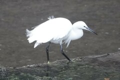 Egretta garzetta