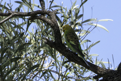 Melopsittacus undulatus
