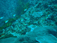 Chromis klunzingeri