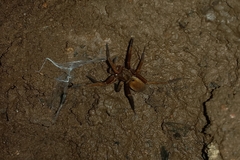 Ancylometes bogotensis