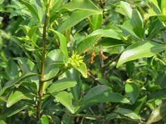 Peddiea africana
