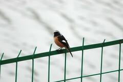 Phoenicurus auroreus