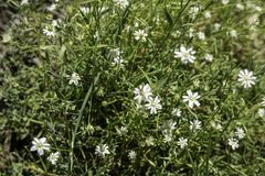 Stellaria angustifolia