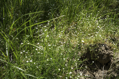 Stellaria angustifolia