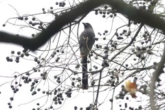 Dendrocitta formosae