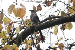 Dendrocitta formosae