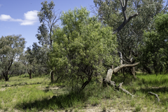 Eremophila bignoniiflora
