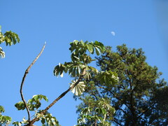 Cecropia pachystachya