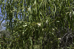 Eremophila bignoniiflora