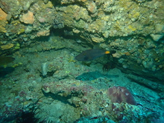 Meuschenia flavolineata