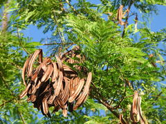 Leucaena