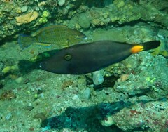 Meuschenia flavolineata