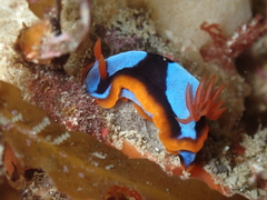 Chromodoris westraliensis
