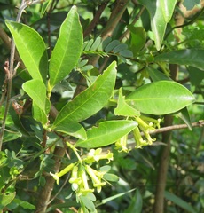 Peddiea africana