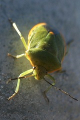 Chlorochroa