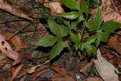 Diplocyclos palmatus