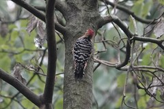 Dendrocopos hyperythrus