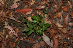 Diplocyclos palmatus