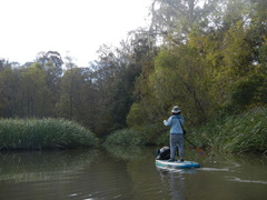 Zizaniopsis miliacea