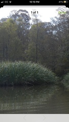 Zizaniopsis miliacea