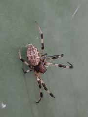 Nephilengys malabarensis