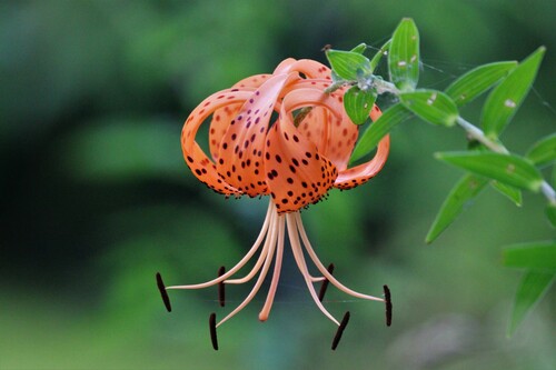 Lilium lancifolium iNat (2)