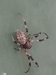 Nephilengys malabarensis