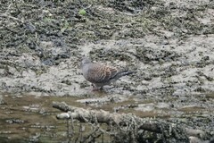 Streptopelia orientalis