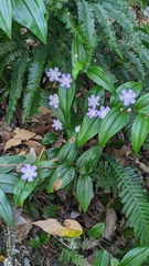 Tripladenia cunninghamii