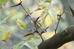 Phylloscopus