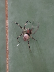 Nephilengys malabarensis