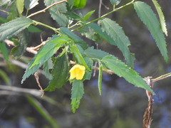 Pavonia sepium