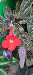 Episcia cupreata