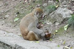Macaca mulatta