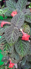 Episcia cupreata