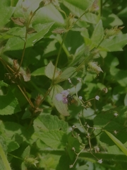 Trigona fulviventris