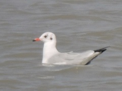 Chroicocephalus brunnicephalus