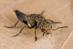 Ontholestes tessellatus