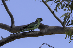 Barnardius zonarius barnardi