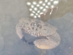 Myomenippe hardwickii