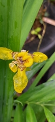 Trimezia steyermarkii